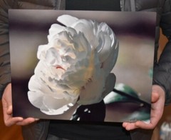 Metal Print – professional photograph on metal of a white peony – ready to hang