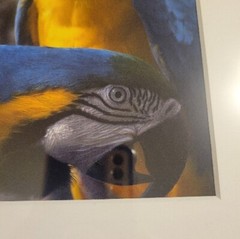 Blue and Yellow Macaw, Framed Fine Art Photography Gorgeous Parrot Bird Nature