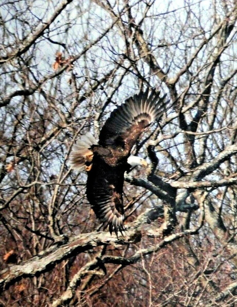 Incredible Eagle in Flight 8×10 photo, Wildlife Photo by Christopher Mathein