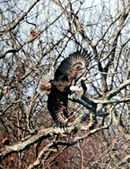 Incredible Eagle in Flight 8×10 photo, Wildlife Photo by Christopher Mathein
