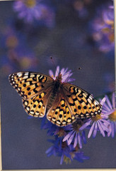 Butterfly Flowers Photograph Print by Gary Crandall 8×10 Matted Nature Wall Art