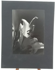 Original Signed Photos on Board Lot of 4 11 x 14 Black White Board Various