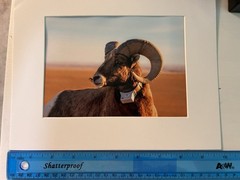 5”x7” Bighorn Sheep Print With Photo Mat