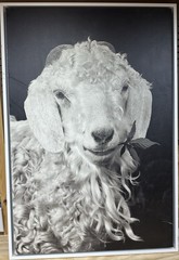 Angora Goat Canvas Wall Art Called Lief From The Goats Of Roan By Jeffrey Stoner