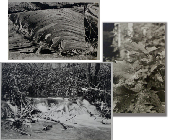 Lot of 3 B&W Photos- Unframed Matted- Forest Water Ice Wood Trees – c1970