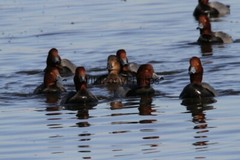 RedHead Duck Photo, Pick One Image – Various Sizes