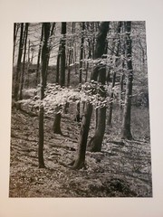 TREES FOREST LEAVES ORIGINAL SIGNED ART PHOTO B&W STETTNER VTG MATTE NJ CAMERA