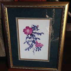 Picture of a rose