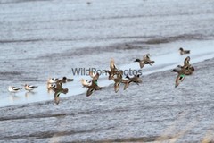 Green Winged Teal Photo, Pick One Image – Various Sizes