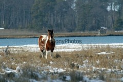 Chincoteague Pony Photo – Mare Freckles – Pick One Image -Various Sizes