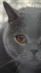 Digital photography, CAT, 0548, horizontal+vertical