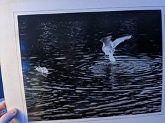 Take Off Birds LARGE ORIGINAL SIGNED ART PHOTO B&W STETTNER VTG MATTE NJ CAMERA