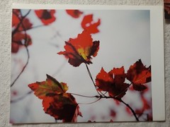 Lot of 8 Photo Prints Flowers & Nature Print Wall Art 8.5″x11, on Kodak