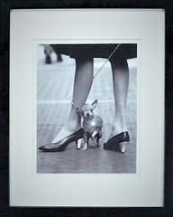 Yale Joel «The LIFE Picture Collection» Chihuahua and Pappagallo Shoes, 1961 COA