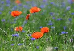 Color Photo Red Poppies Nature Original Paper 21×30 cm