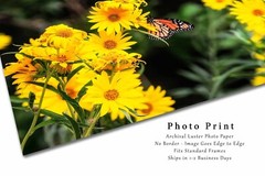 Wildflower Photography Print – Picture of Monarch Butterfly in Oklahoma