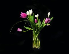 Kayhan Ghodsi Artist. Red & White Tulips. Giclée On Metal. 25×20.