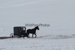 Amish Buggy Photo, Pick One Image – Various Sizes