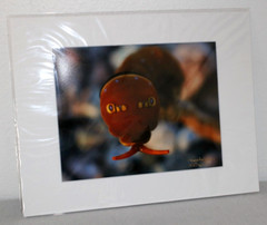 Two-tailed Caterpillar Photo 8″ x 10″ in 11″ x 14″ Matte Signed by Kim Barry