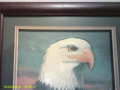Small Framed American Bald Eagle Print Picture of eagle in flight 9×9
