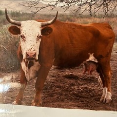 Janine Gordon Photograph 20×24″ C-print Edition Cow Bull Marfa Texas Signed