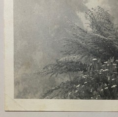 Rare JOHN B EATON ‘Ferns in Misty Landscape’ AUSTRALIA PICTORIALIST Signed PHOTO