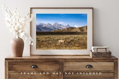 Pronghorn Antelope in Grand Teton National Park Wyoming Photography Print