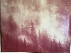 Thomas D. Mangelsen 1977 Vintage Signed Photo Print – Misty Forest Landscape 37/
