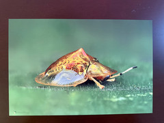 8×12 Tortoise Beetle Metal Wall Art Mid Gloss Macro Wildlife Photography