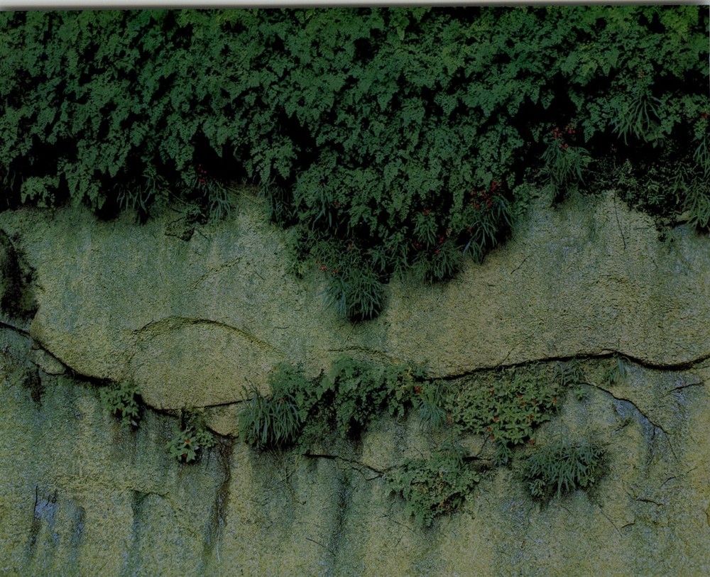 1962 Eliot Porter Glen Canyon Maidenhair Ferns & Mimulus Art Photo Gravure