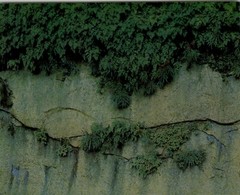 1962 Eliot Porter Glen Canyon Maidenhair Ferns & Mimulus Art Photo Gravure