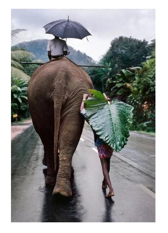 Magnum Square Print by Steve McCurry: Man Walks Behind an Elephant (Signed)
