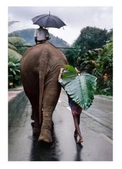 Magnum Square Print by Steve McCurry: Man Walks Behind an Elephant (Signed)