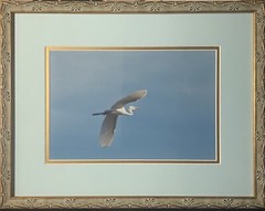 Flying Great Egret Bird Framed Picture 14.75 x 16.5”. Beautiful Piece.