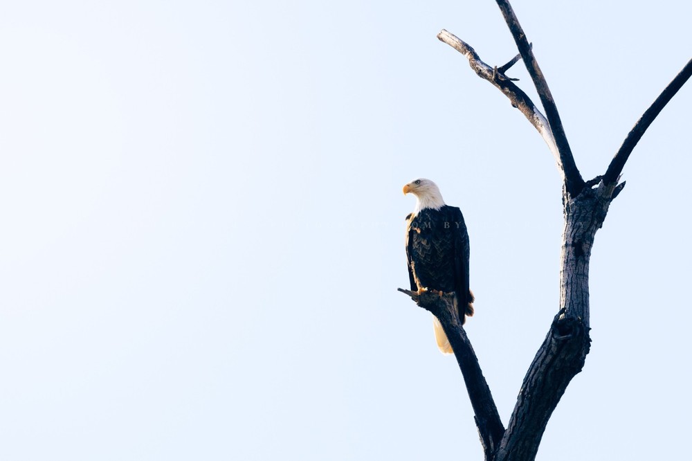 Bald Eagle Photography Print: Oklahoma, National Bird, Wildlife, Picture, Photo