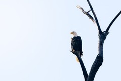 Bald Eagle Photography Print: Oklahoma, National Bird, Wildlife, Picture, Photo