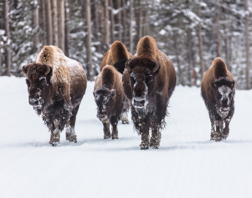 Bison group in Snow Photograph 11×14 Print 11″x14″