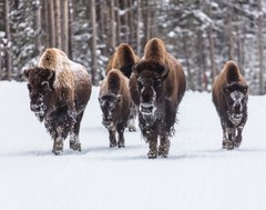Bison group in Snow Photograph 11×14 Print 11″x14″