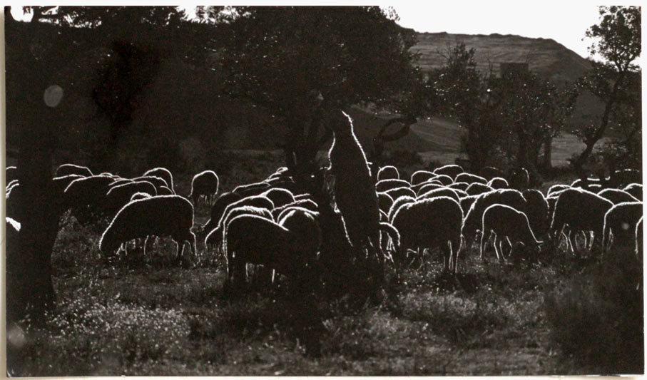 Original Vintage 1970s grazing sheep by Raoul Bussy, artistic image