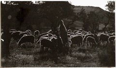 Original Vintage 1970s grazing sheep by Raoul Bussy, artistic image