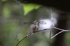 Hummingbird Photo, Pick One Image – Various Sizes