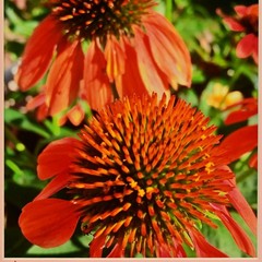 MICHAEL RAY Original Vintage Signed Long Island NY Floral Still Life Photograph
