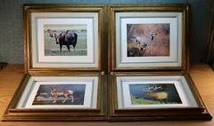 Abi Garaman Framed Photo Lot of 4 – Wildlife Antelope Moose Elk Jackson Hole WY