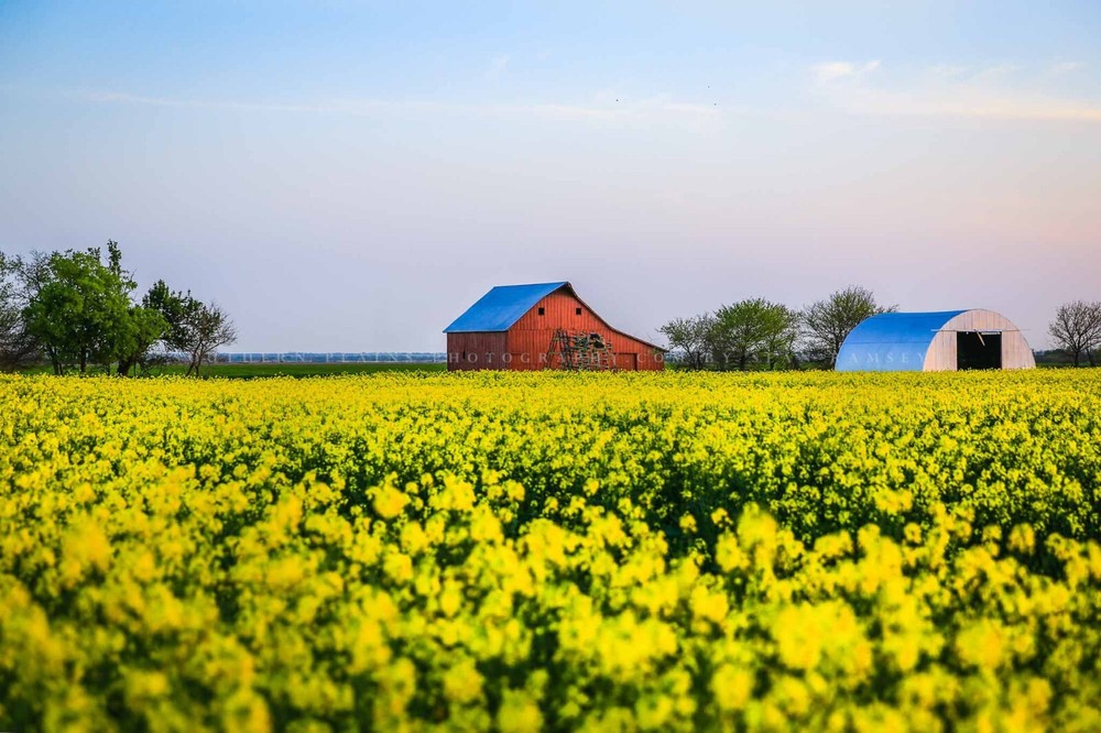 Country Photography Print – Picture of Red Barn in Canola Field in Oklahoma