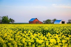 Country Photography Print – Picture of Red Barn in Canola Field in Oklahoma
