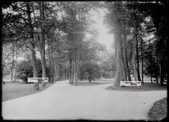 Antique Glass Plate Photo Black and White Negative 13×18 cm Vittel Park