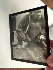 Five Vintage Zoological Monkey Studies on Glass Plate, Photo TE1199
