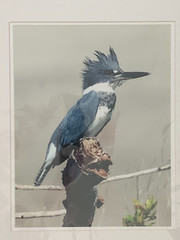 Bird Photographs NEW LARGE Set of 3 Signed Kingfisher Sparrow Tufted Titmouse??