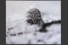 30×24″ Burrowing Owl Canvas Wall Art – Black & White Photography Wildlife Print