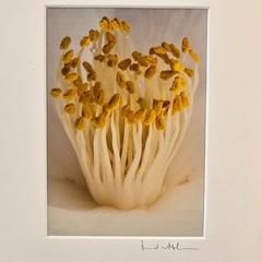 Art Photography David W Martin Signed Numbered 24626 Nature Photography